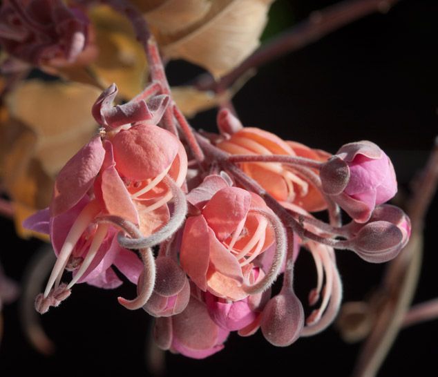 Cassia Grandis Seeds (Coral Shower, Pink Shower Tree Seeds)