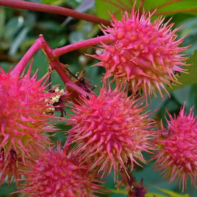 Graines Ricinus Communis (Graines Ricin Commun Rouge)