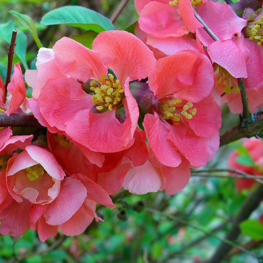 Chaenomeles Japonica Seeds (Flowering Quince Seeds)