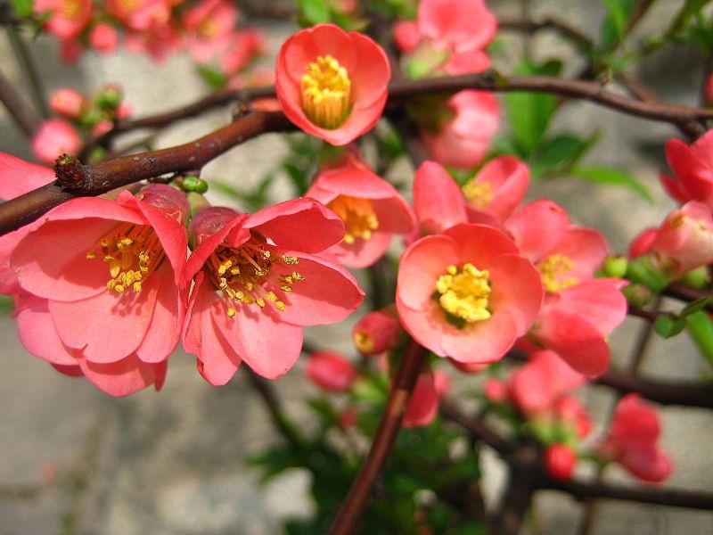 Chaenomeles Speciosa Seeds (Common Flowering Quince Seeds)