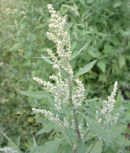 Chenopodium Album Seeds (Lambs Quarters Seeds)