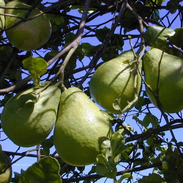 Graines Citrus Maxima (Graines Pamplemoussier)