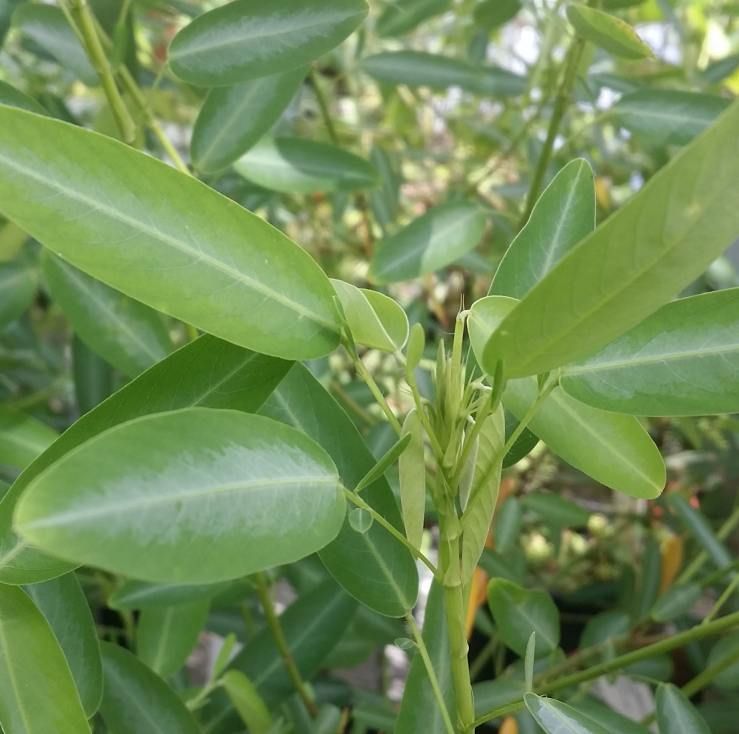 Graines Codariocalyx Motorius (Graines Desmodium Gyrans, Graines Desmodium Motorius)