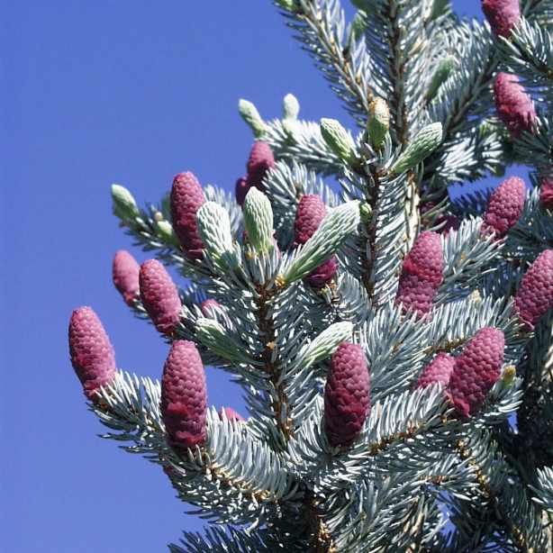 Colorado Spruce Seeds (Picea pungens)