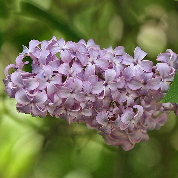 Graines Syringa Vulgaris (Graines Lilas Commun)