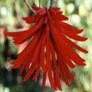 Erythrina Smithiana Seeds (Coral Tree Seeds)