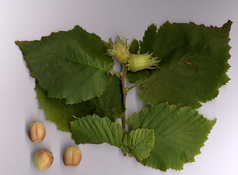 Common Hazel Seeds (Corylus Avellana)