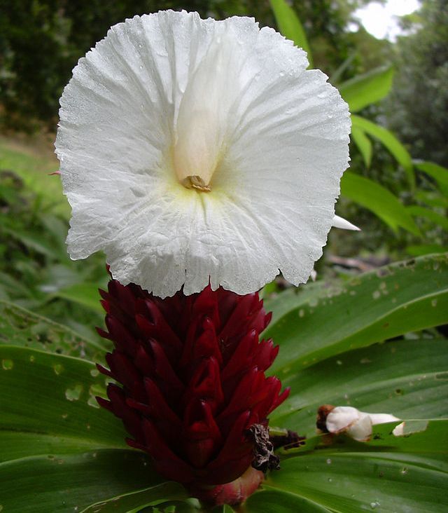 Graines Costus Speciosus (Graines Coste, Canne d'eau)