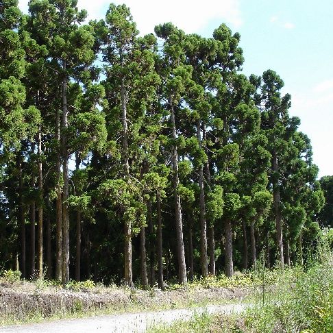 Cryptomeria Japonica Seeds (Wild Japanese Cedar Seeds)