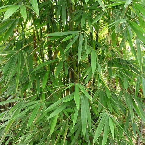 Dendrocalamus Strictus Seeds (Male Bamboo Seeds)