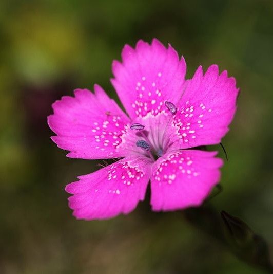 Graines Dianthus Deltoides (Oeillet à delta, Oeillet des Landes)