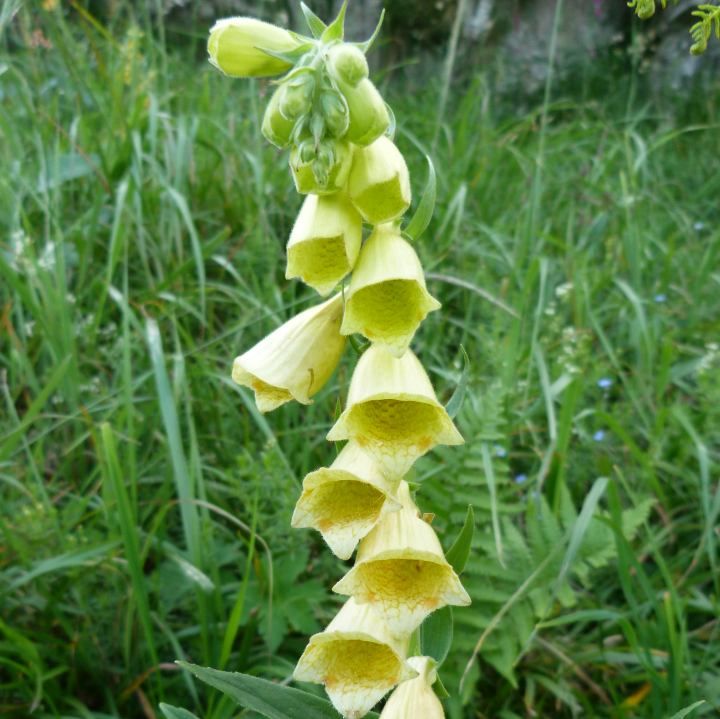 Graines Digitalis Grandiflora Carillon Nain