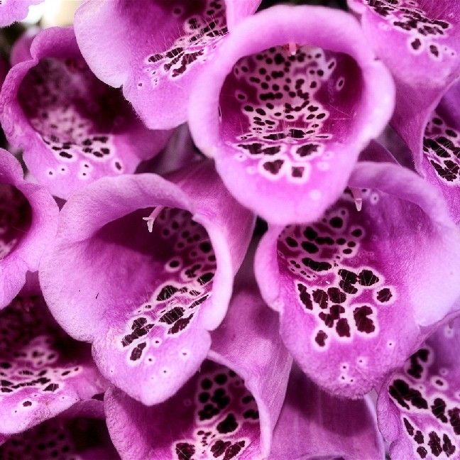 Digitalis Purpurea Excelsior Hybrid Seeds (Digitalis Seeds)