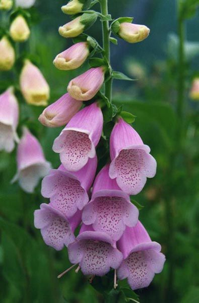 Graines Digitalis Purpurea Heywoodii