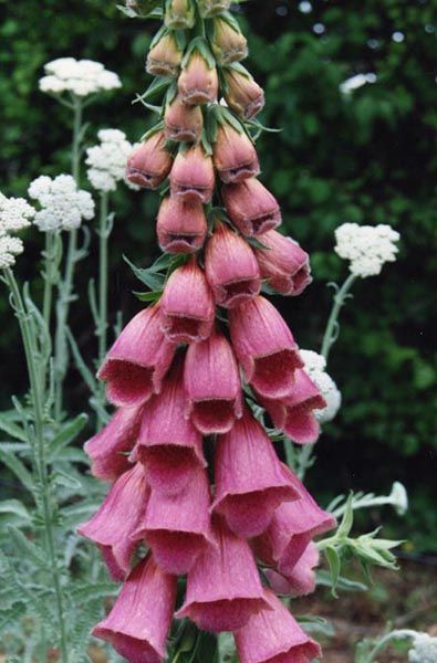 Digitalis Mertonensis Seeds (Strawberry Foxglove Seeds)