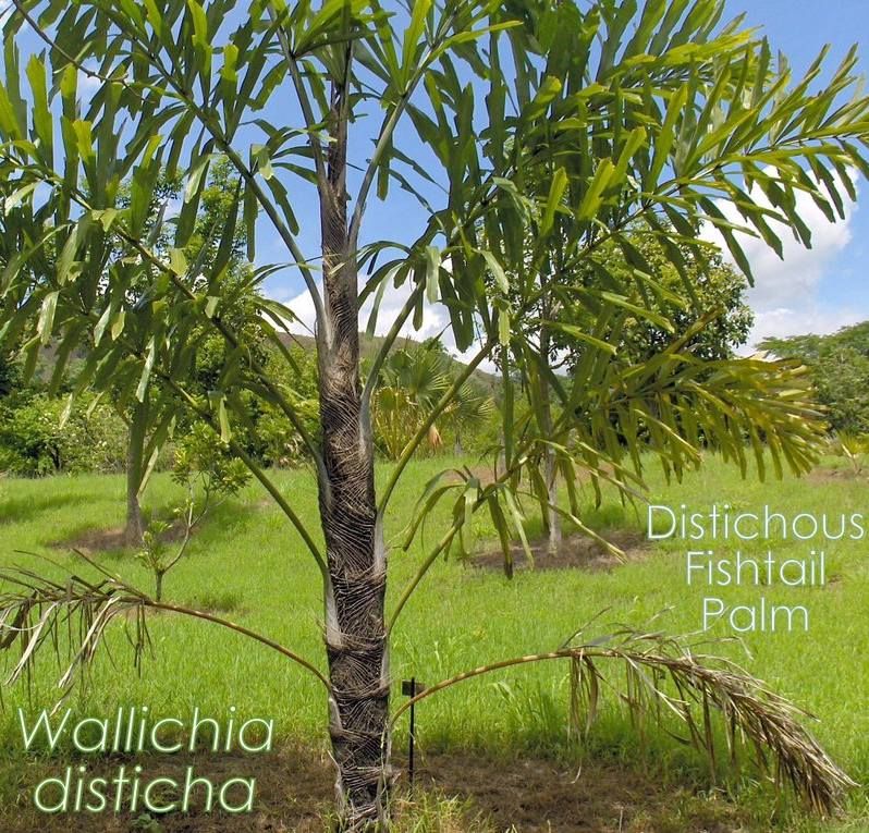 Distichous Fishtail Palm Seeds