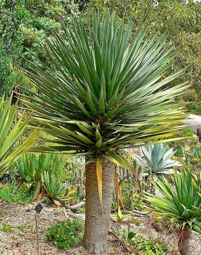 Graines Dracaena Draco (Graines Dragonier des Canaries)