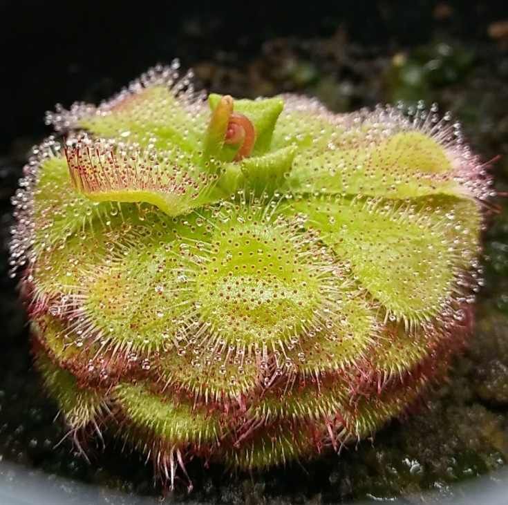 Drosera Admirabilis Seeds (South African)