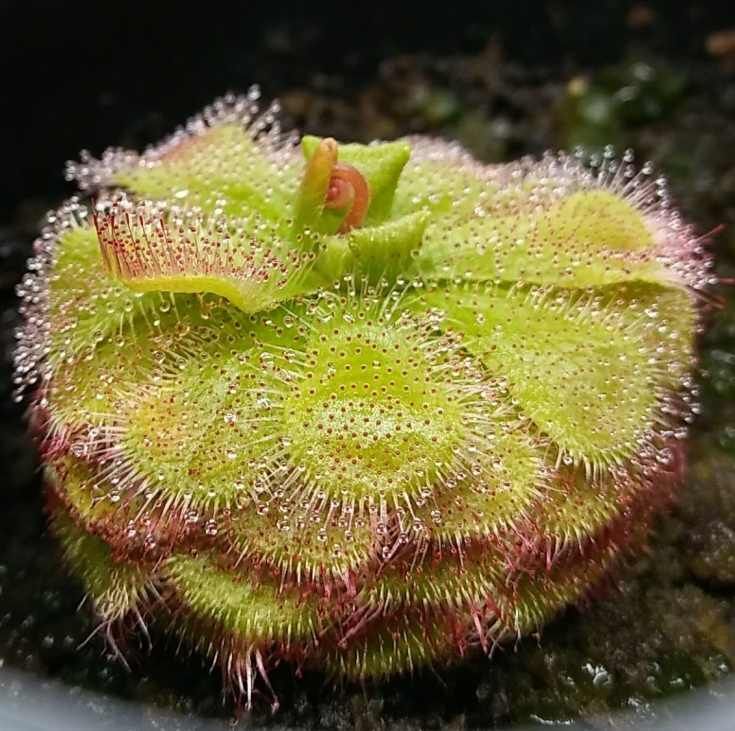 Graines Drosera Admirabilis (Sud Africaine)