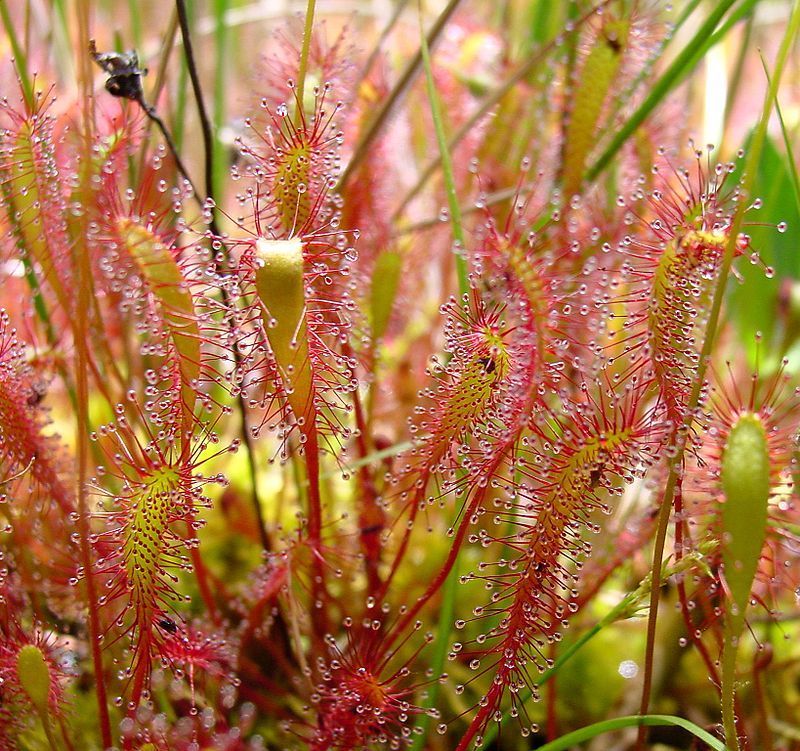 Graines Drosera Anglica (Tempérée)