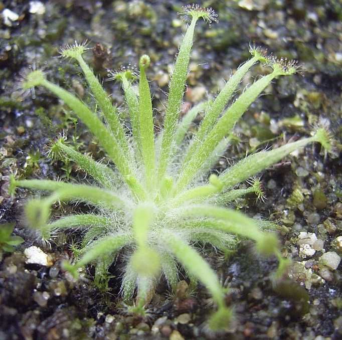 Drosera Dilatato-Petiolaris Seeds