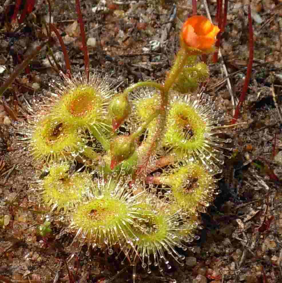 Graines Drosera Glanduligera (Australienne)