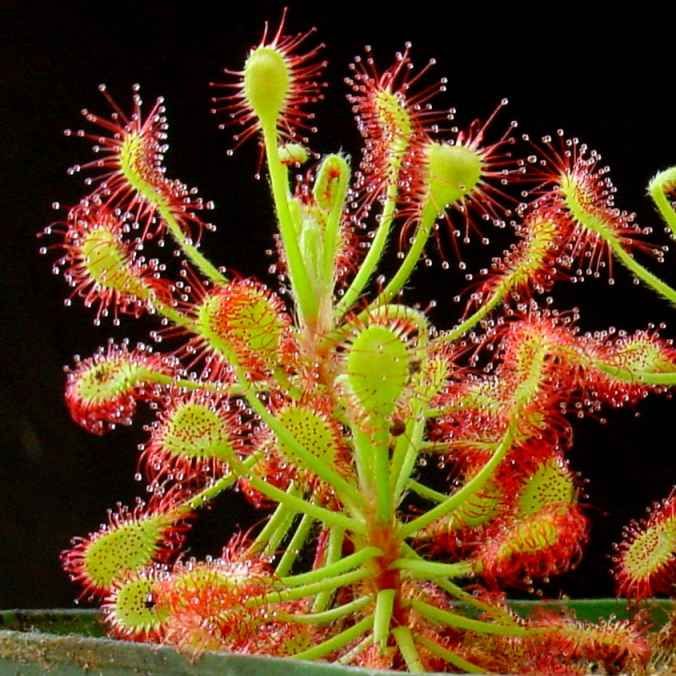 Graines Drosera Madagascariensis