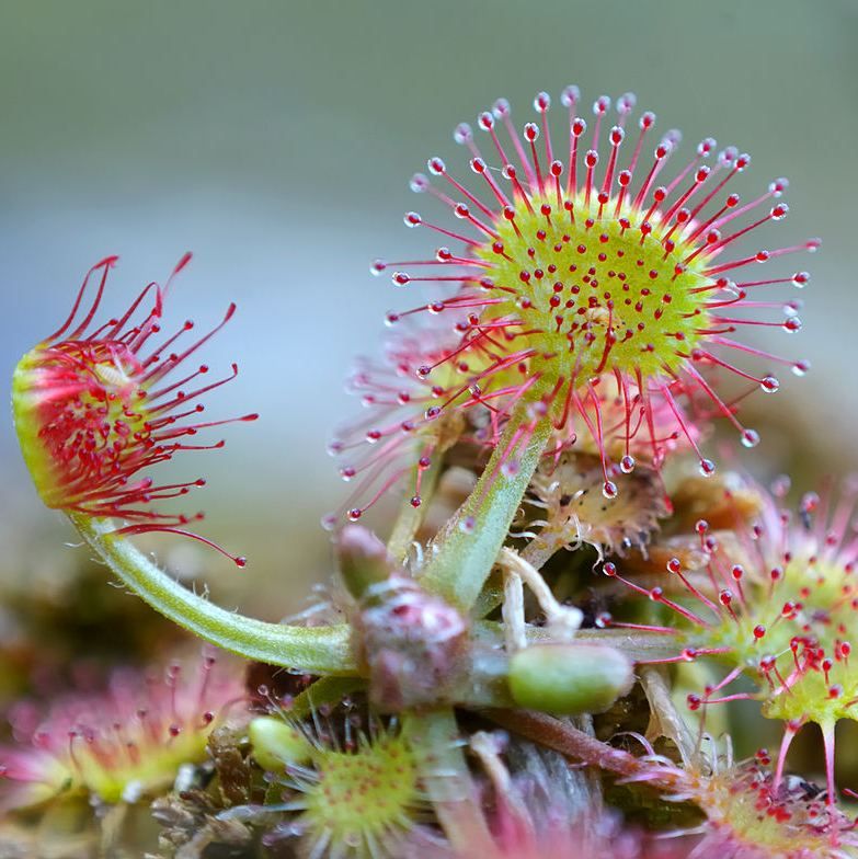 Graines Drosera Rotundifolia (Tempérée)