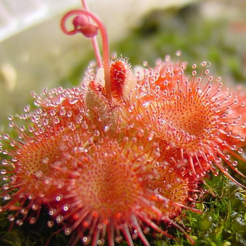 Drosera Sessilifolia Seeds (South American)