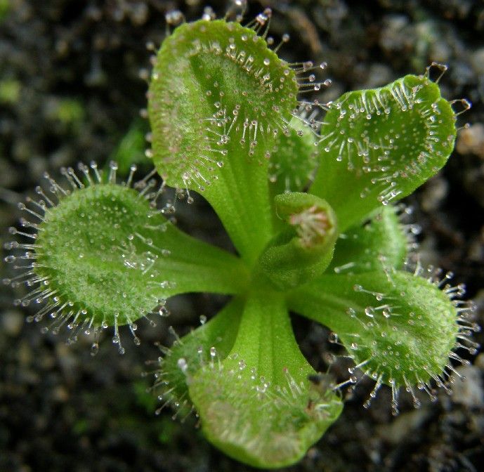 Graines Drosera Whittakeri