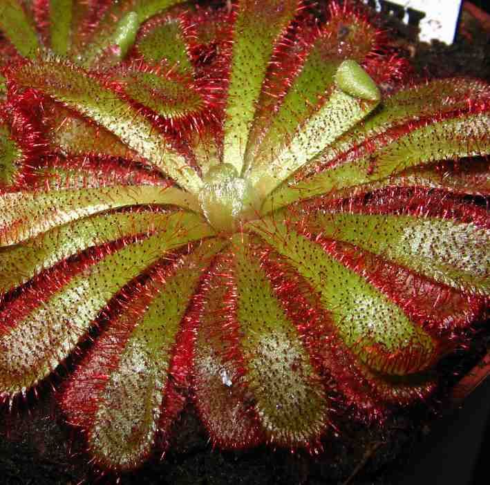 Drosera Aliciae Seeds (Alice Sundew Seeds)