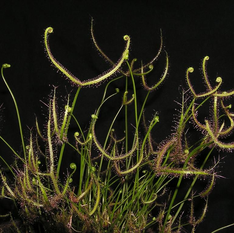 Drosera Binata Seeds (The Forked-Leaved Sundew) (Temperate)