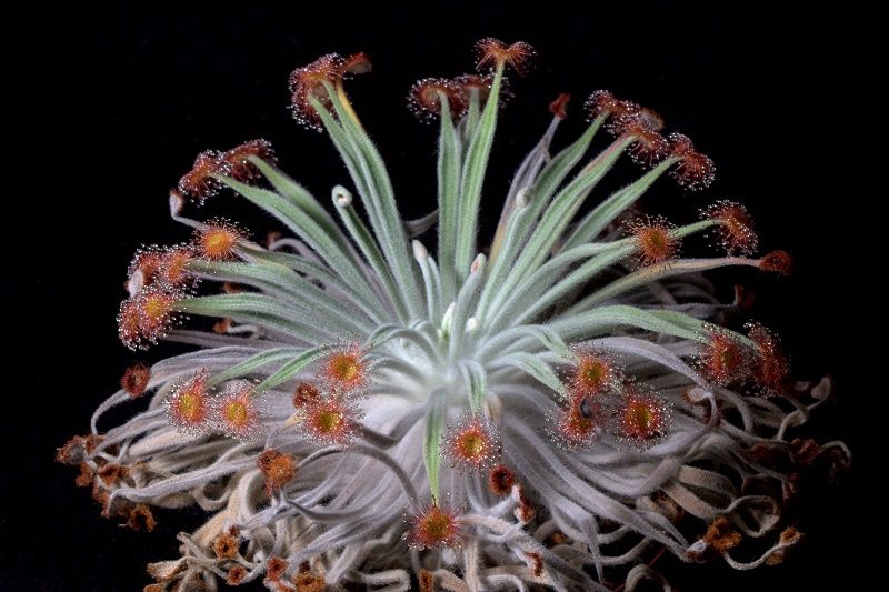 Graines Drosera Ordensis (Petiolaris-Complexe)