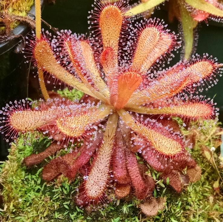 Graines Drosera Venusta