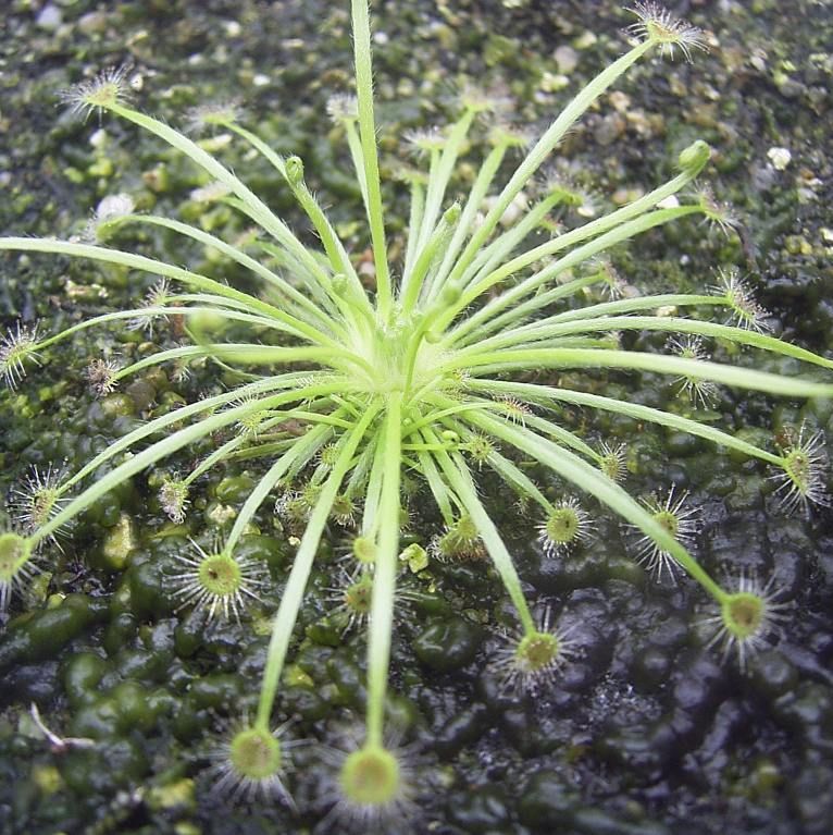 Graines Drosera Broomensis (Petiolaris-Complexe)