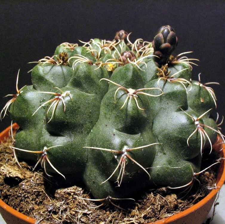 Gymnocalycium Baldianum Seeds (Dwarf Chin Cactus)