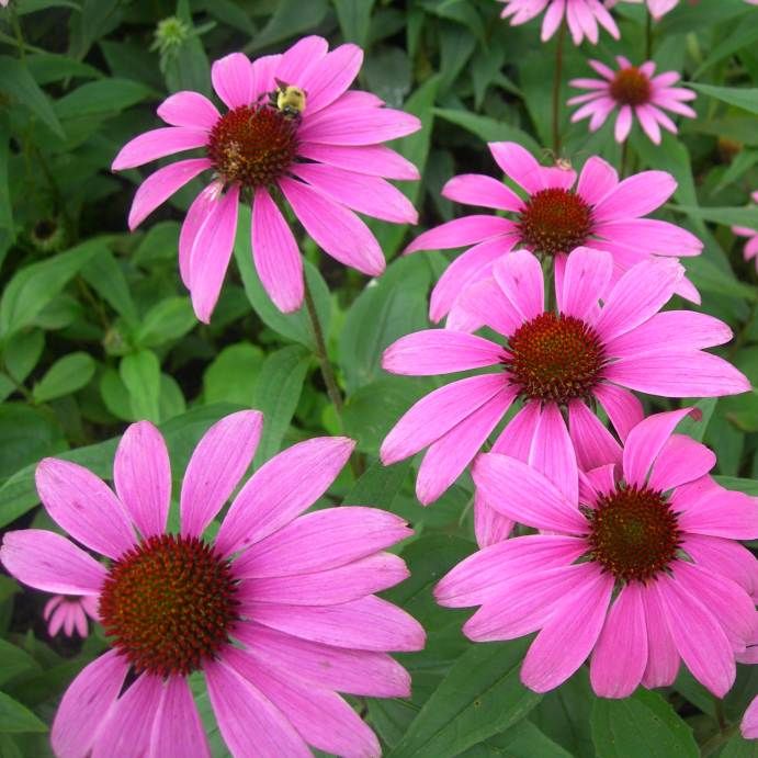 Graines Échinacée Pourpre (Echinacea purpurea)  *BIOLOGIQUE*