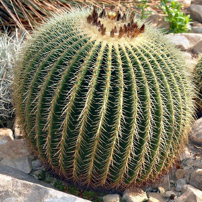 Echinocactus Grusonii  Seeds (Golden Barrel Cactus Seeds)