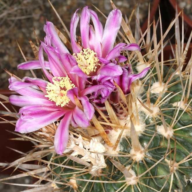 Echinofossulocactus Crispatus Seeds