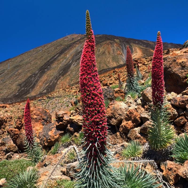 Graines Echium Wildpretii (Graines Vipérine de Ténérife )