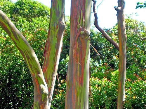 Graines Eucalyptus Deglupta (Eucalyptus Arc en ciel)