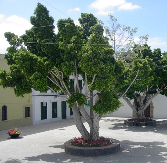 Graines Ficus Benjamina (Graines Figuier Pleureur)