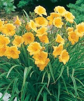 Daylily Stella d'Oro Diploid Seeds (Hemerocallis Seeds)