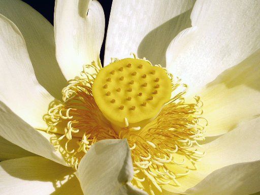 Nelumbo Lutea Seeds (American Lotus Seeds)