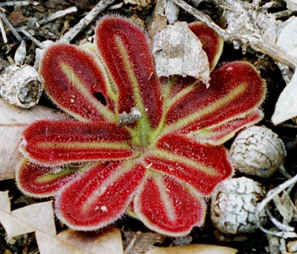 Graines Drosera Erythrorhiza Squamosa