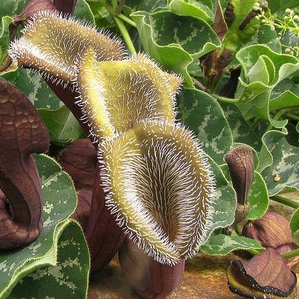 Graines Aristolochia Chilensis