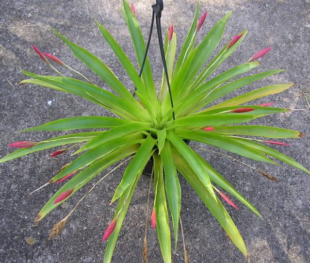 Graines Tillandsia Complanata