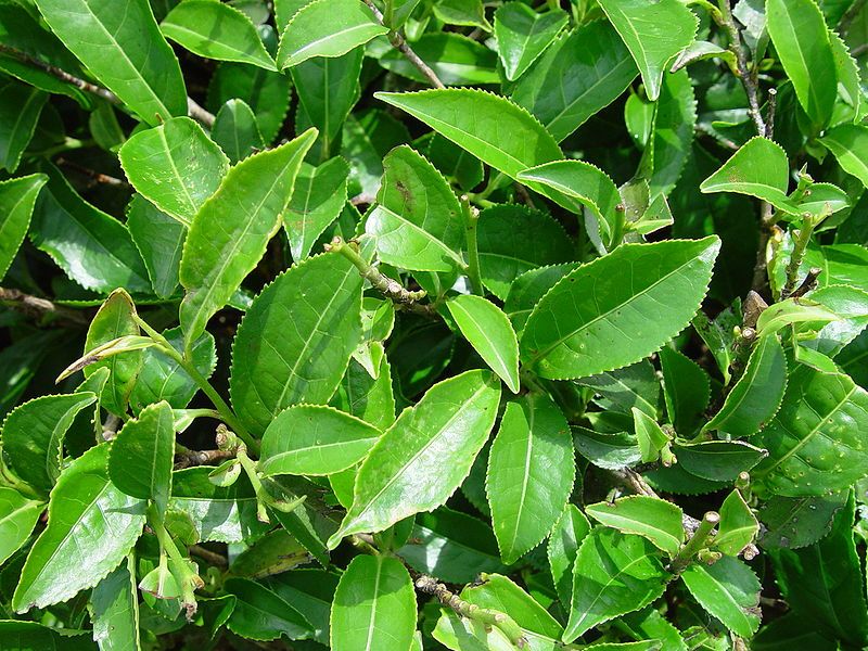 Camellia Sinensis Seeds - Tea Seeds