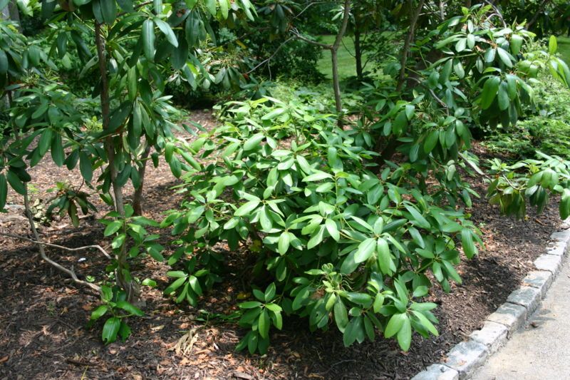 Rosebay Rhododendron, Great Laurel Seeds (Rhododendron Maximum)