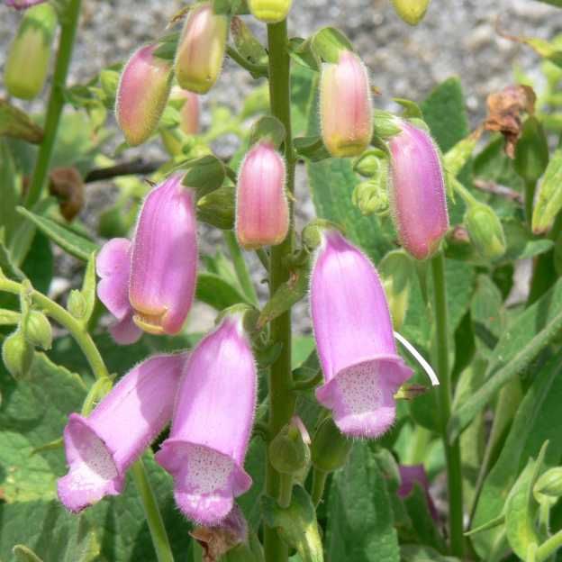 Digitalis Thapsi Seeds (Spanish Peaks Foxglove Seeds)